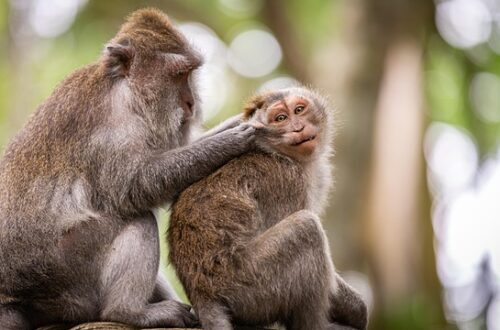 Miljøvenlig rengøring: Er dit rengøringsfirma grønt nok?
