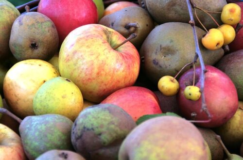 Hvordan forskellige danske æblesorter påvirker smagen i din cider
