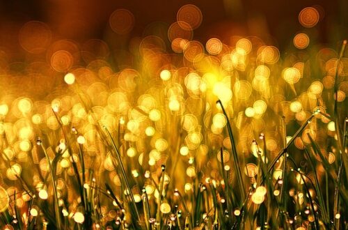 Når børn bliver ven med naturen: Udendørs leg som superkraft