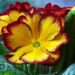 Opdag vidundret i haven: En guide til dyrkning og pleje af Primula