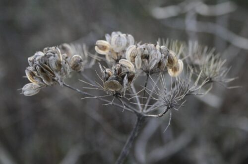 Botanik i en flaske: En rejse gennem ginens aromatiske univers
