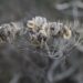 Botanik i en flaske: En rejse gennem ginens aromatiske univers