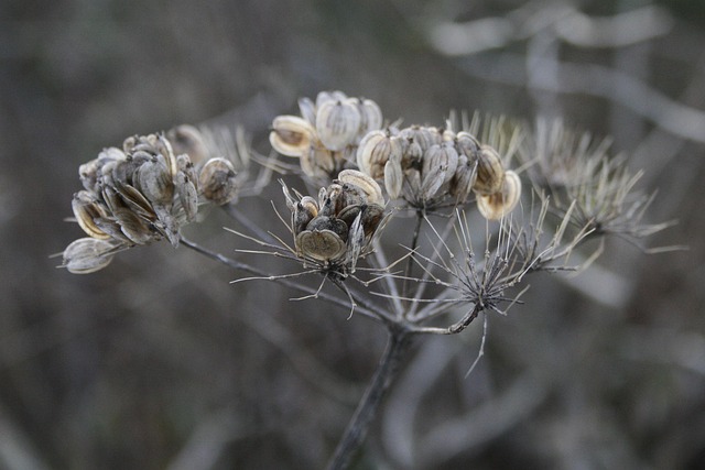 Botanik i en flaske: En rejse gennem ginens aromatiske univers